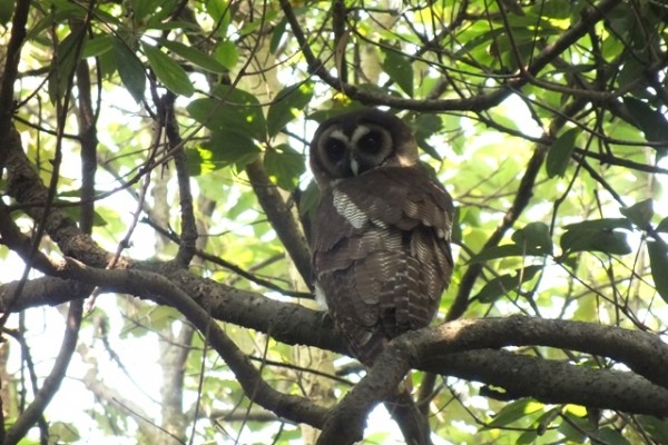 Owl Hike in Kathmandu
